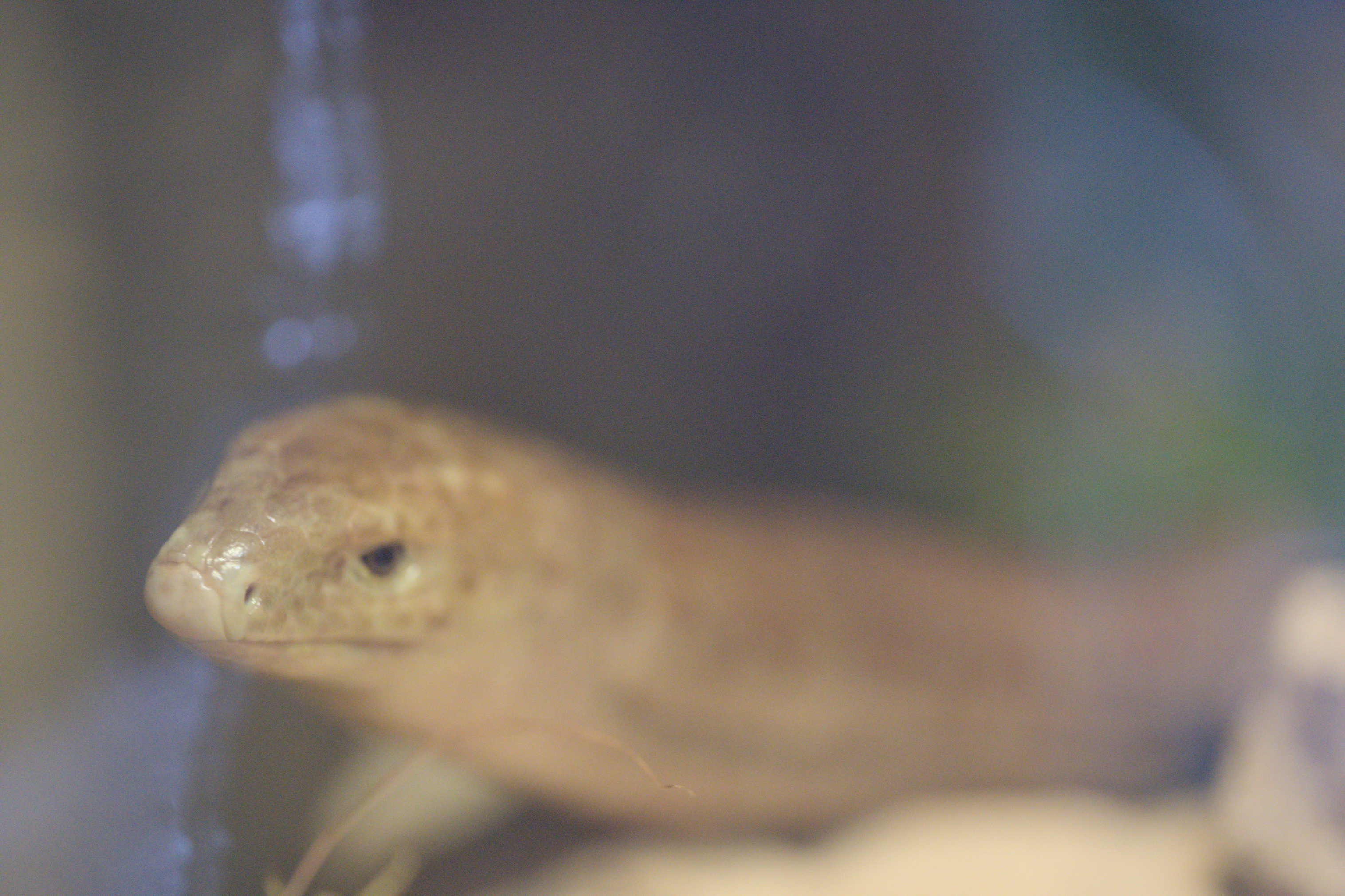 2025/10/12 - zoo/DSC_0184.jpg